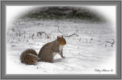 grey squirrel