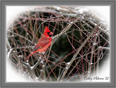 Male cardinal