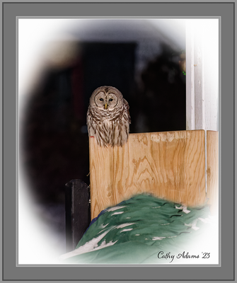 Barred Owl