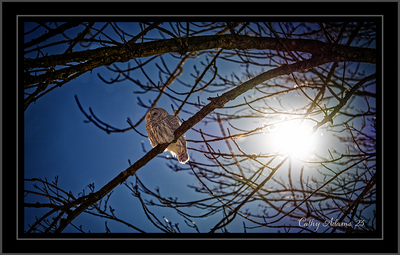 Barred Owl 