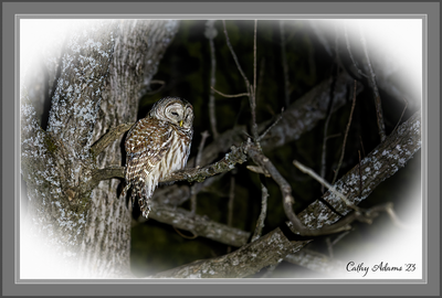 Barred Owl 