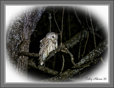 March 19th  Barred owl