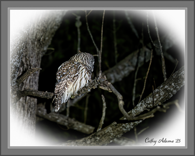 March 19th  Barred owl