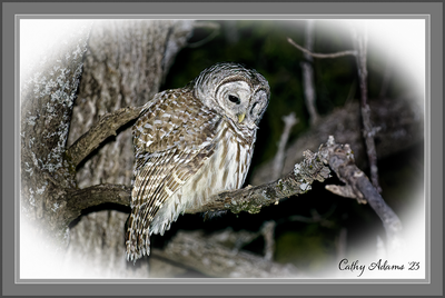 Barred Owl