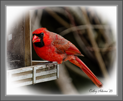 Male Cardinal