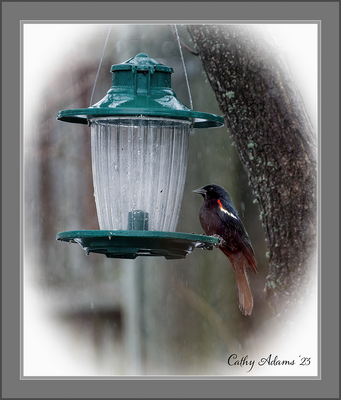 red wing blackbird