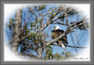 Male Eagle