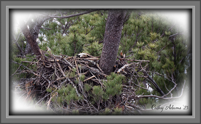 April 14th.. she is sitting low in the nest