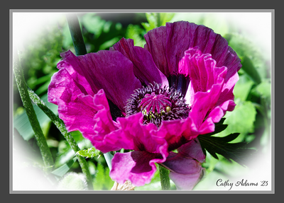 DSC03077_DxO.png
