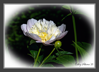 DSC03105_DxO.png
