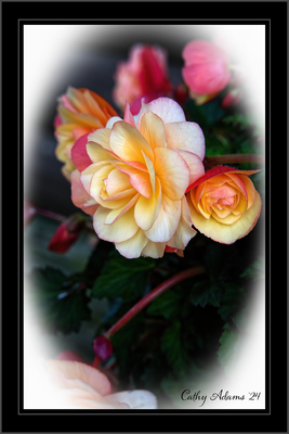 DSC04958_DxO.png