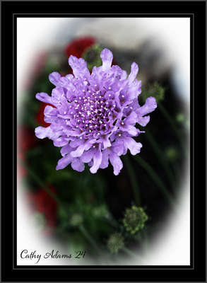 DSC04980_DxO.png