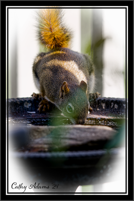 CAT05544_DxO.png