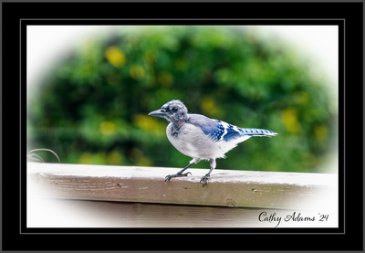 P8140038_DxO.png