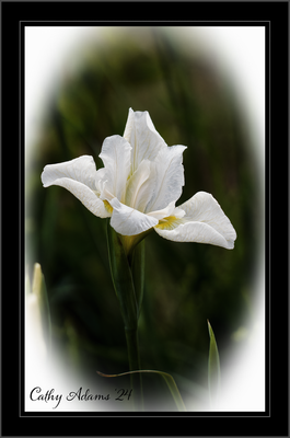 CAT05622_DxO.png