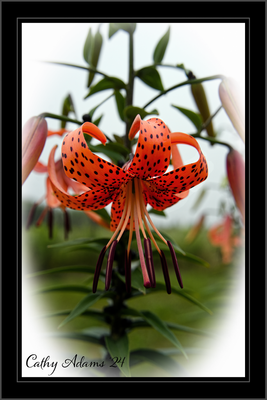 DSC05854_DxO.png