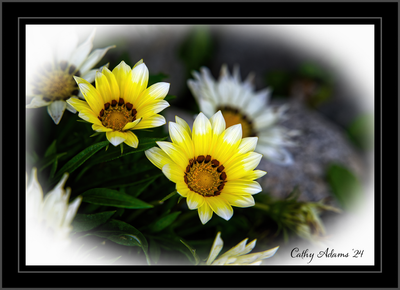DSC09454_DxO.png