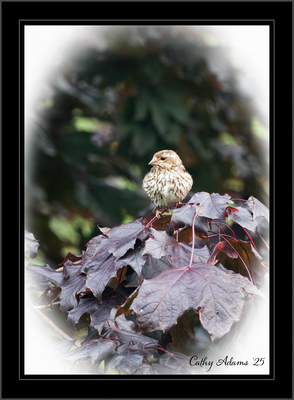 DSC00045_DxO.png