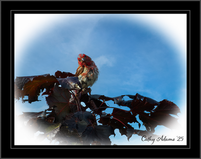 DSC09785_DxO.png