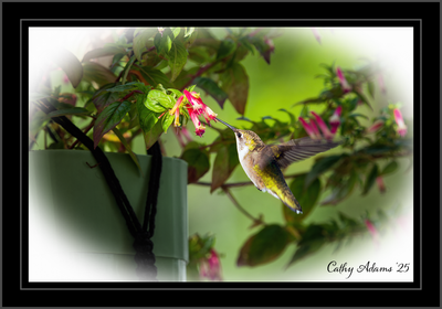 DSC09811_DxO.png