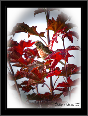 DSC09817_DxO.png