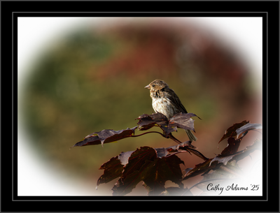 DSC09842_DxO.png