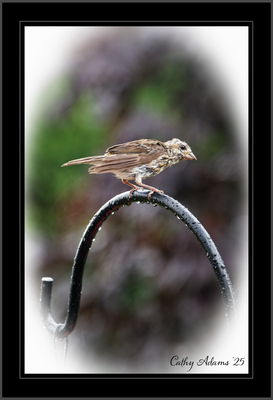 DSC09893_DxO.png