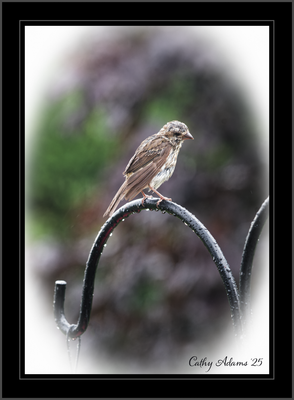 DSC09894_DxO.png