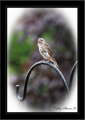DSC09895_DxO.png