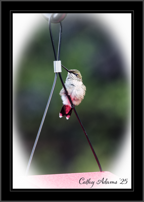 DSC09907_DxO.png