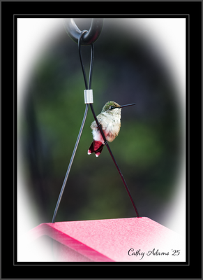 DSC09910_DxO.png