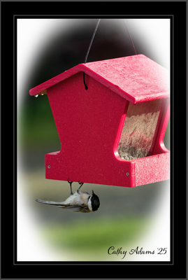 DSC09981_DxO.png