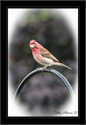 DSC09984_DxO.png