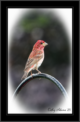 DSC09985_DxO.png