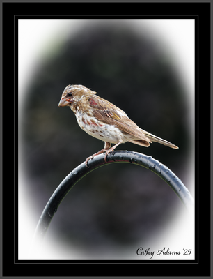 DSC09995_DxO.png