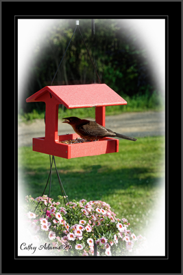 Grackle.png