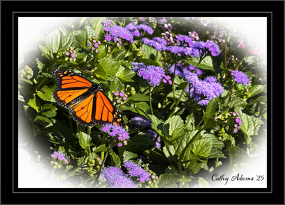 backyard_friends_2025