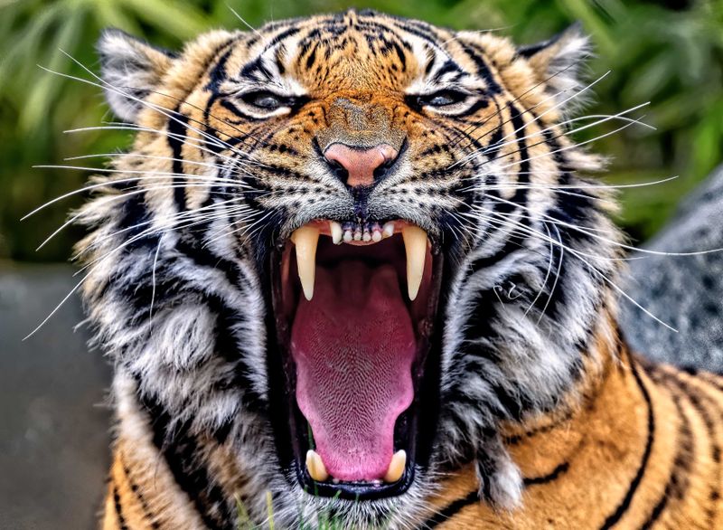 Z8A_4177_DxOZooTigerCropATopAI1.jpg