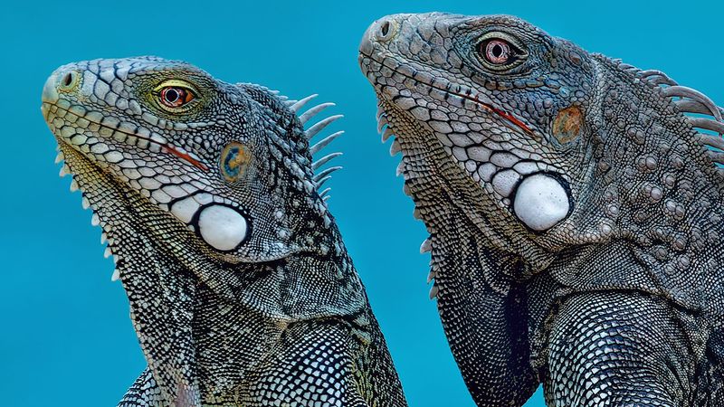 Z8B_5166_DxOCuraaoIguanaCrop100B1.jpg