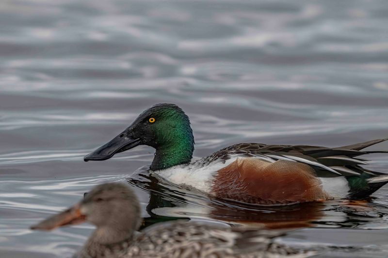 Z8A_2357Duck1.jpg