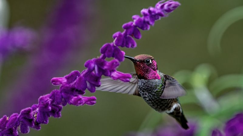 Z8D_0109_DxOHummingbird1CropA169.jpg