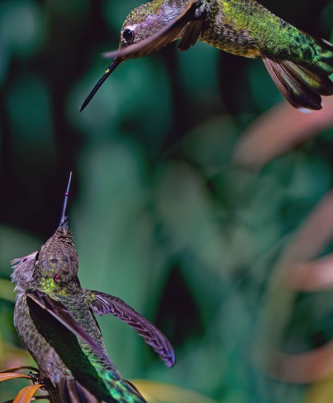 Z8C_7354_DxOHummingbirds1.jpg