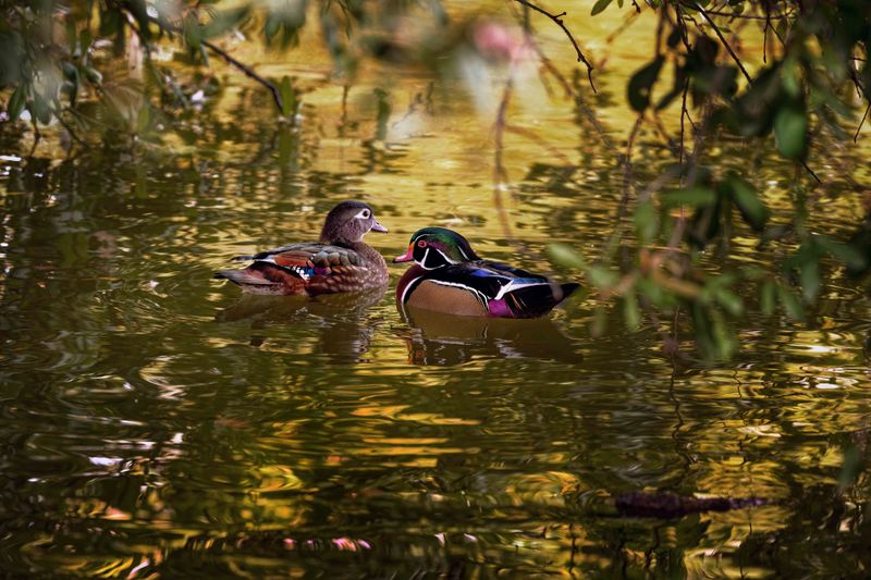 Z8D_0439_DxOWWParkDucks1.jpg