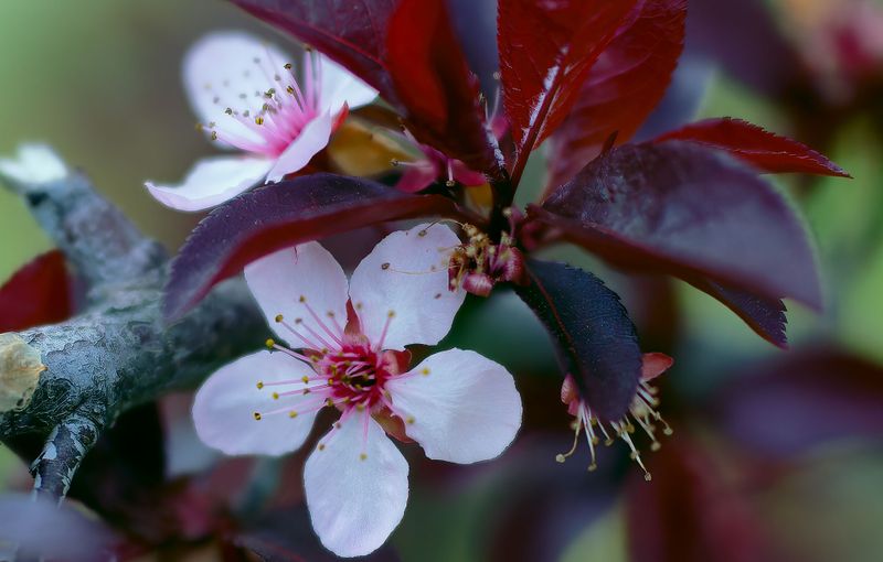 Z8D_4185_DxOBkYrdBlossomsCropB1.jpg