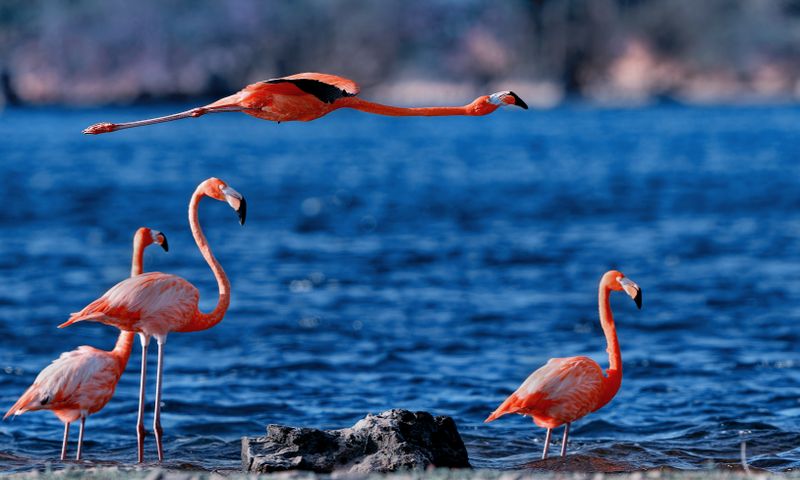 Z8D_7996_DxOBonaireFlamingosCropA1.jpg