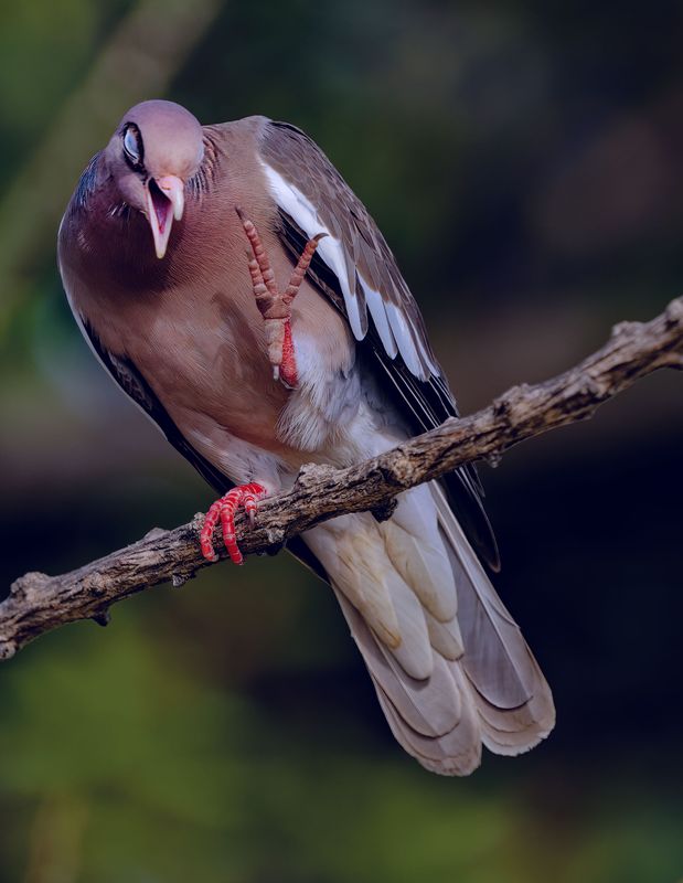 Z8D_6573_DxOBomaireCropA1.jpg