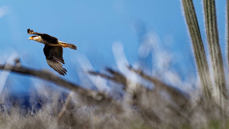 Z8D_8948_DxO-RecoveredCrop169A1.jpg