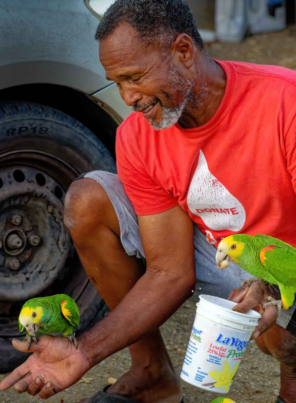 Z8D_8528_DxOBonairrParrotsCropA1.jpg