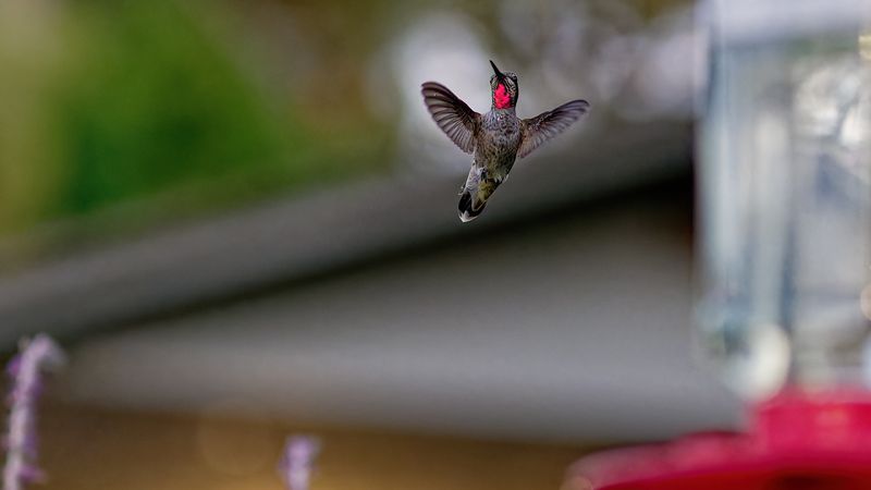 Z8D_9589_DxOHummingbirdCropA1.jpg