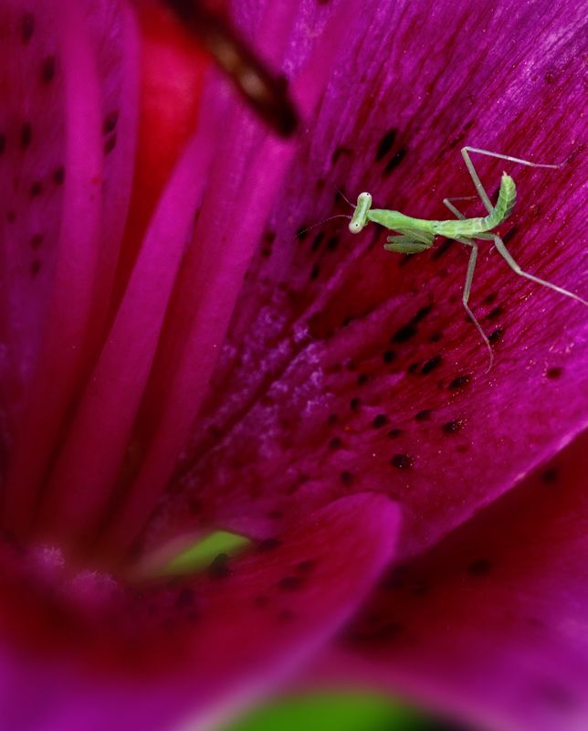 Z8D_9196_DxOPraying MantisCropVA1.jpg
